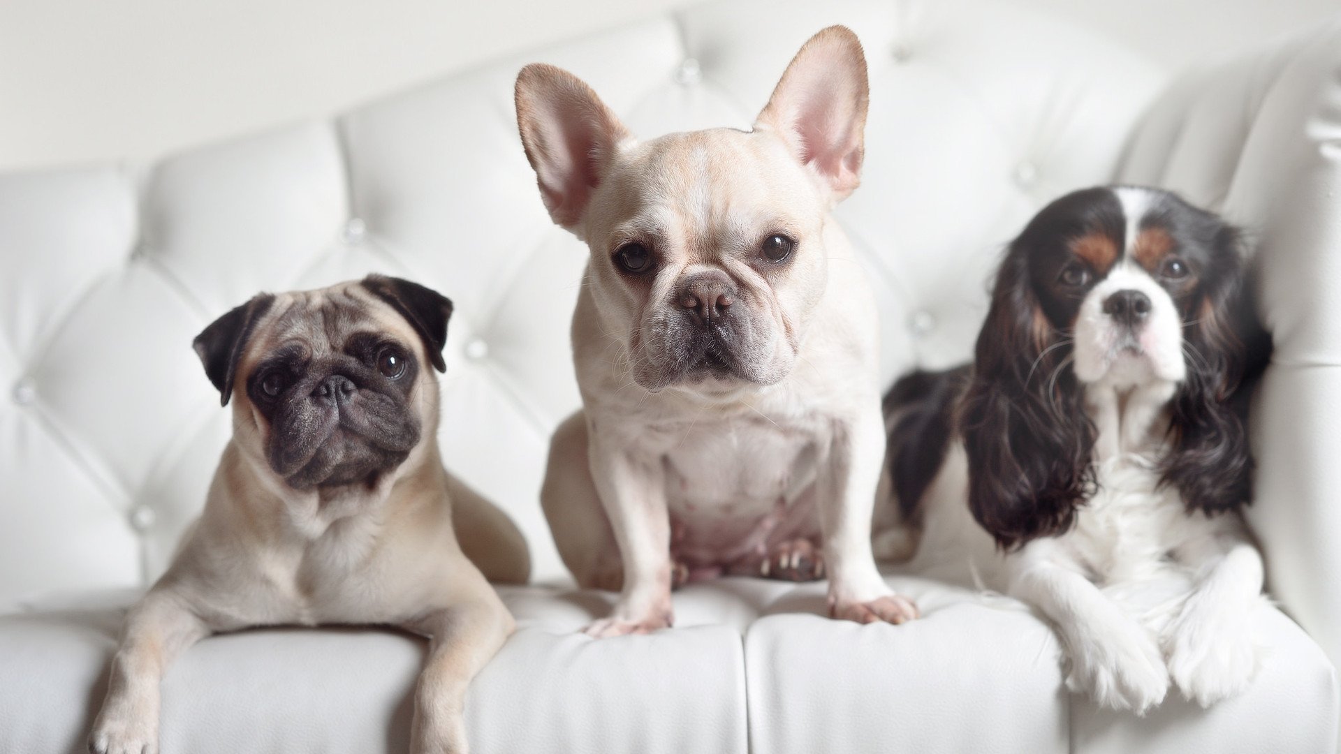 铁血与绿翼的交锋，德里赫特爆发引领爱尔兰关键战突围马德里竞技