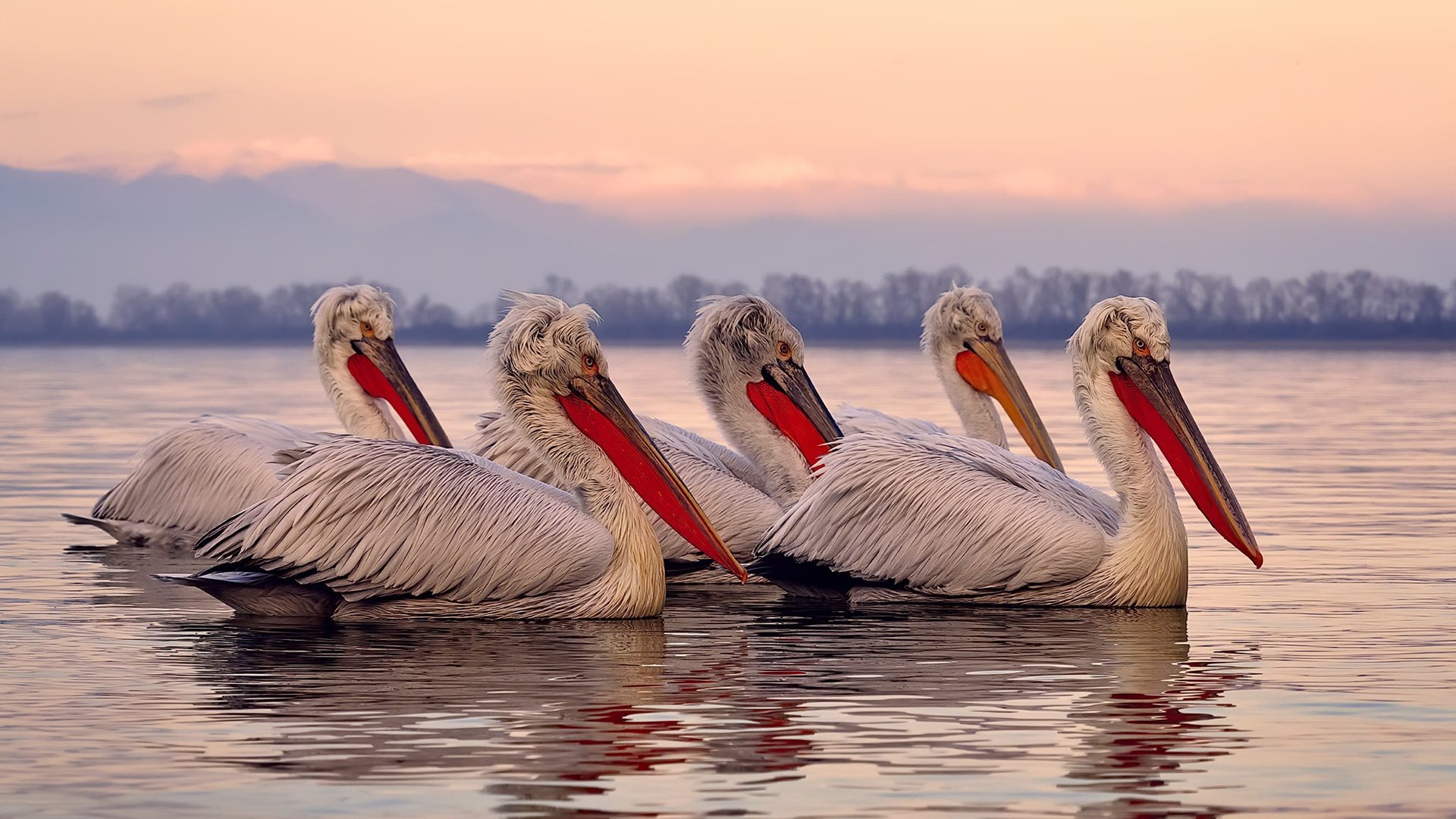 库里式个人能力完全展现，太阳队击败广东队的战术启示